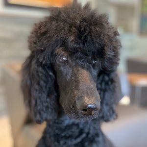 Meet your Posher, Samuel